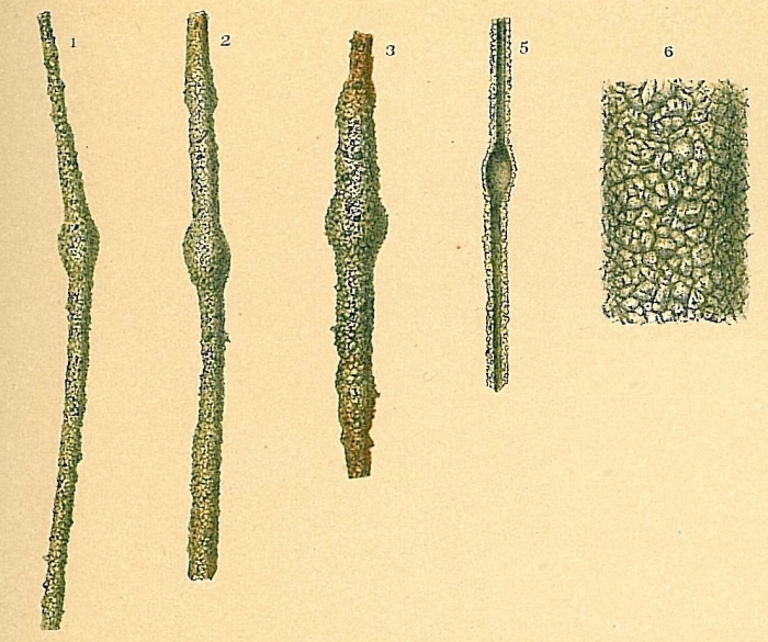 Rhabdammina linearis Rhabdammina linearis