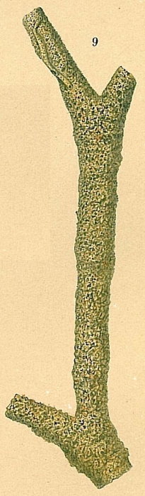 Rhabdammina major Rhabdammina major