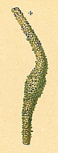 Rhabdammina neglecta Rhabdammina neglecta