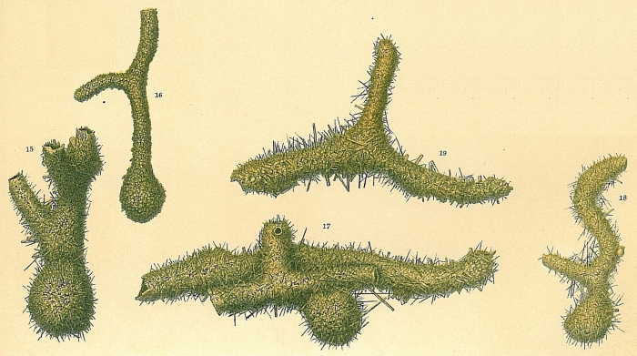Saccorhiza ramosa Saccorhiza ramosa