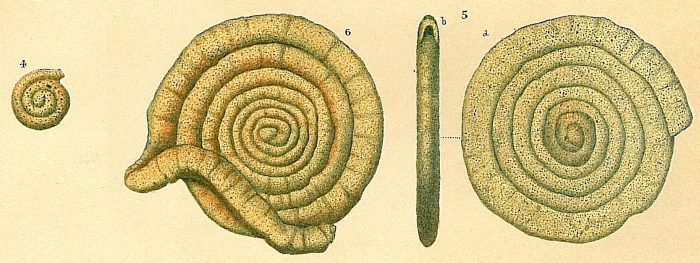 Ammodiscus tenuis Ammodiscus tenuis