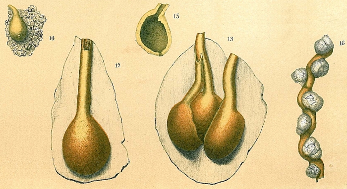 Ammolagena clavata Ammolagena clavata