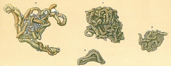 Tolypammina schaudinni Tolypammina schaudinni