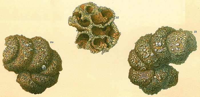 Turritellella spectabilis Turritellella spectabilis