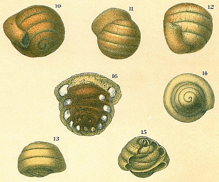 Usbekistania charoides Usbekistania charoides