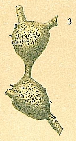 Aschemonella catenata Aschemonella catenata