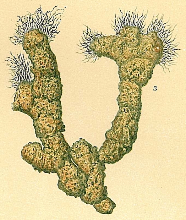 Aschemonella catenata Aschemonella catenata