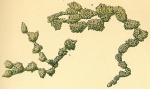 Catena piriformis