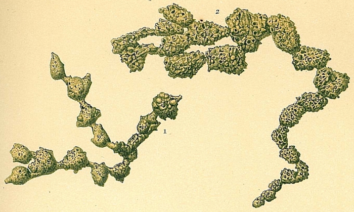 Catena piriformis Catena piriformis