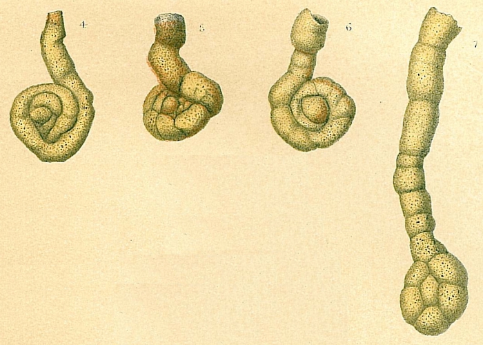 Lituotuba lituiformis Lituotuba lituiformis