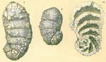 Ammobaculites calcareus