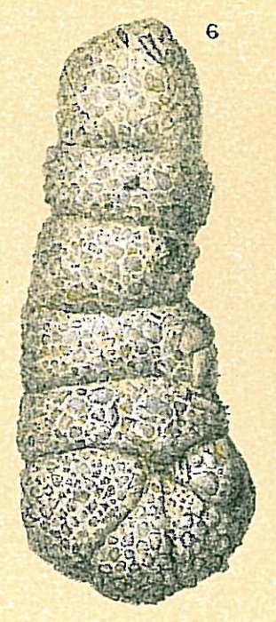 Ammobaculites cylindricus Ammobaculites cylindricus