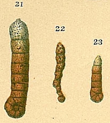 Ammobaculites filiformis Ammobaculites filiformis