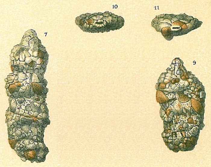 Ammobaculites sp.nov. Ammobaculites sp.nov.