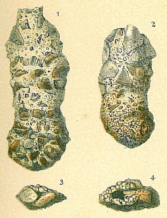 Ammoscalaria pseudospiralis Ammoscalaria pseudospiralis