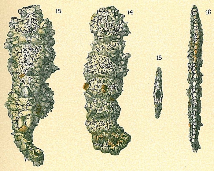 Ammoscalaria tenuimargo Ammoscalaria tenuimargo