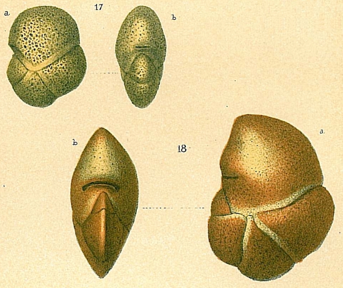 Buzasina ringens Buzasina ringens