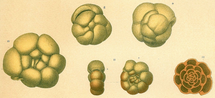 Conglophragmium coronatum sensu Jones (1994) [C. conglobatum (figs. 8-9) + Trochamminoides coronatus (figs. 10-12) sensu Kaminski and Kuhnt (2004)]