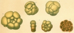 Conglophragmium coronatum sensu Jones (1994) [C. conglobatum (figs. 8-9) + Trochamminoides coronatus (figs. 10-12) sensu Kaminski and Kuhnt (2004)]