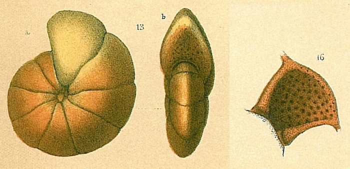 Cyclammina trullissata Cyclammina trullissata