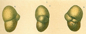 Cystammina pauciloculata, author: Tomas Cedhagen
