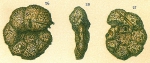 Haplophragmium emaciatum Brady, 1884