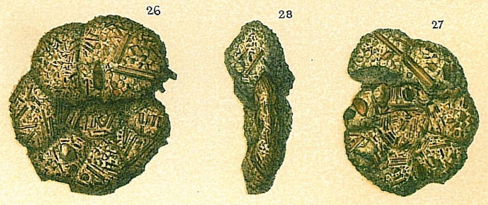 Haplophragmium emaciatum Brady, 1884