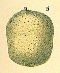 Ginesina sp.nov.