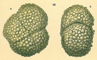 Haplophragmoides sp.nov2., author: Tomas Cedhagen