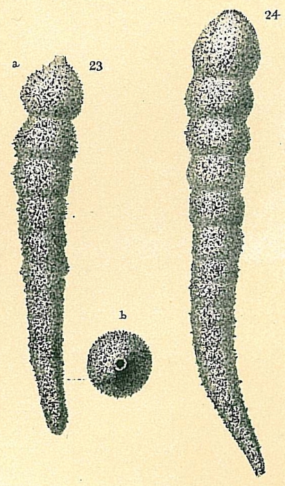 Hormosina bacillaris Hormosina bacillaris