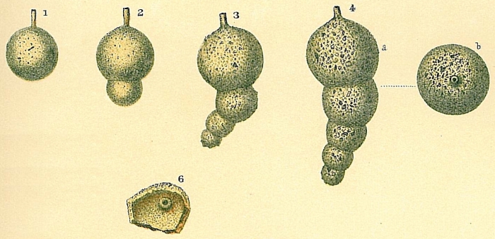 Hormosina globulifera Hormosina globulifera