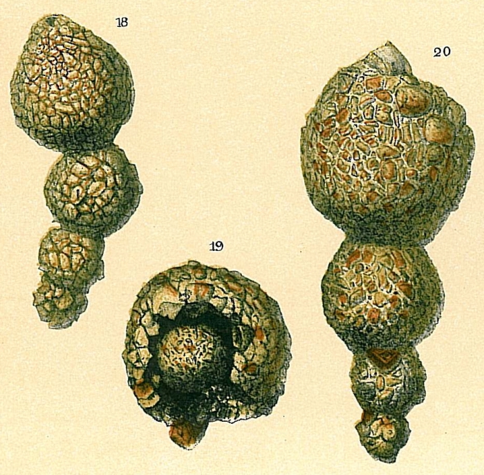 Hormosina pilulifera Hormosina pilulifera
