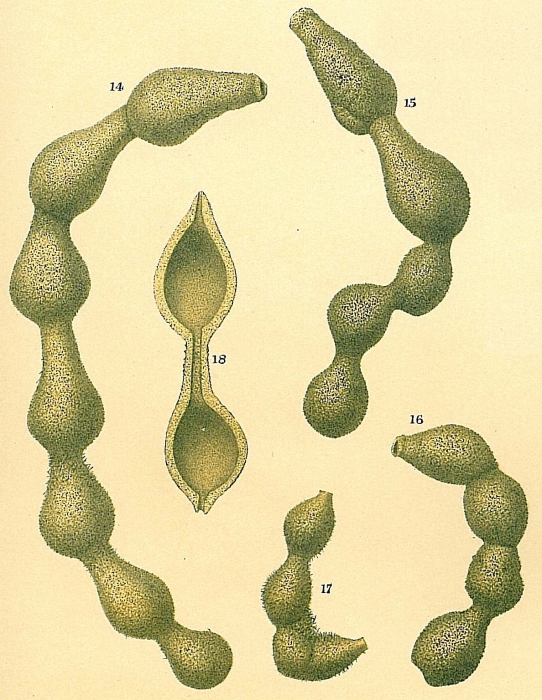 Hormosinella carpenteri Hormosinella carpenteri