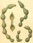Protozoa