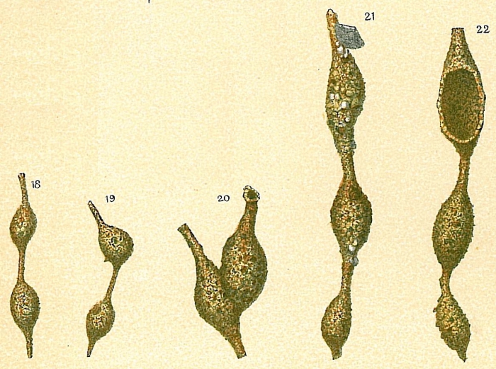 Hormosinella distans Hormosinella distans