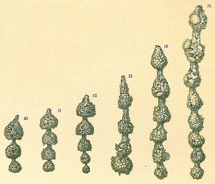 Hormosinella guttifera Hormosinella guttifera