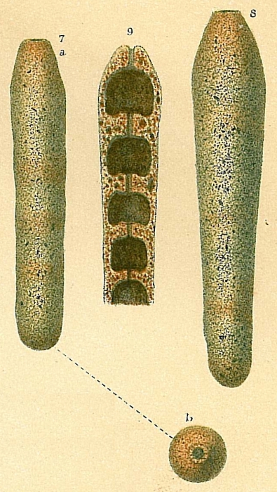 Loeblichopsis cylindrica Loeblichopsis cylindrica