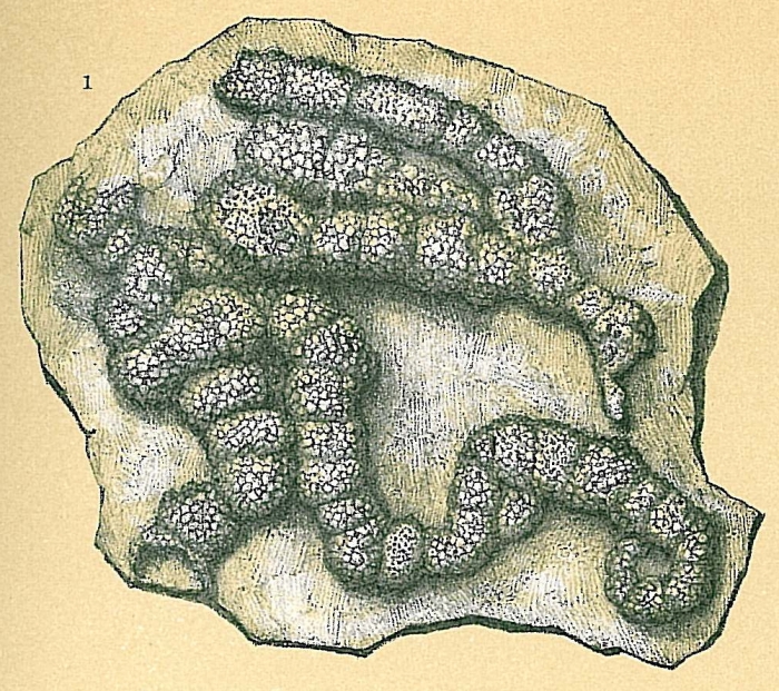 Placopsilina bradyi Placopsilina bradyi