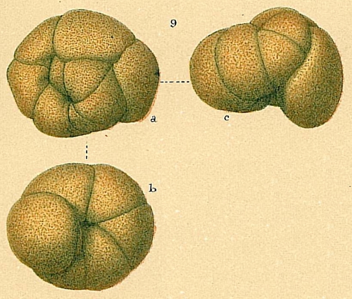 Recurvoides turbinatus Recurvoides turbinatus