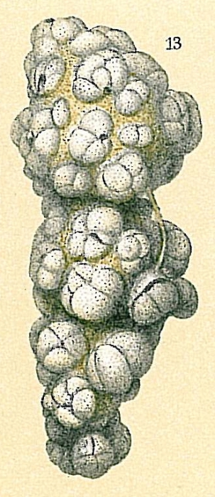 Reophax agglutinatus Reophax agglutinatus