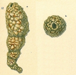 Reophax bradyi