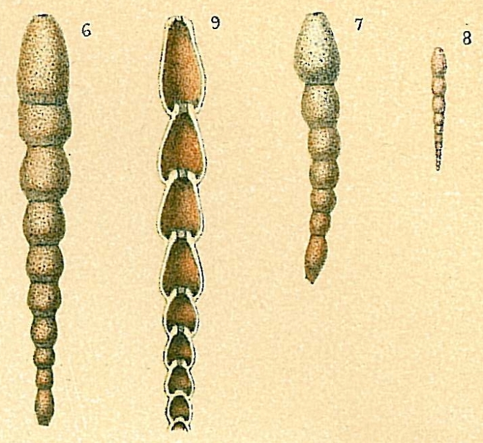 Reophax nodulosus Reophax nodulosus