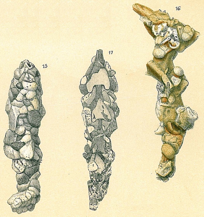 Reophax sp.nov2. Reophax sp.nov2.