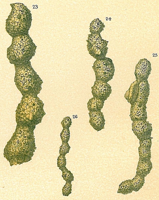 Subreophax aduncus Subreophax aduncus