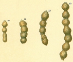 Subreophax monile