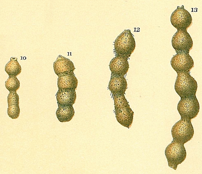 Subreophax monile Subreophax monile