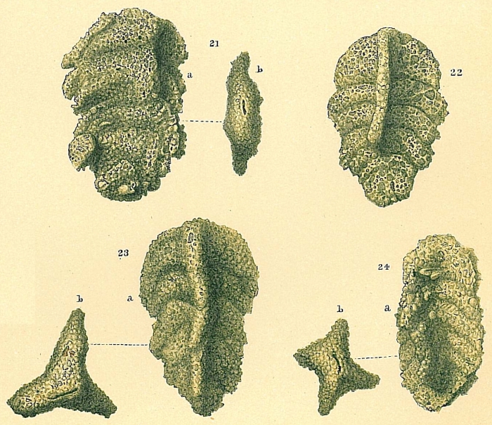 Triplasia variabilis Triplasia variabilis