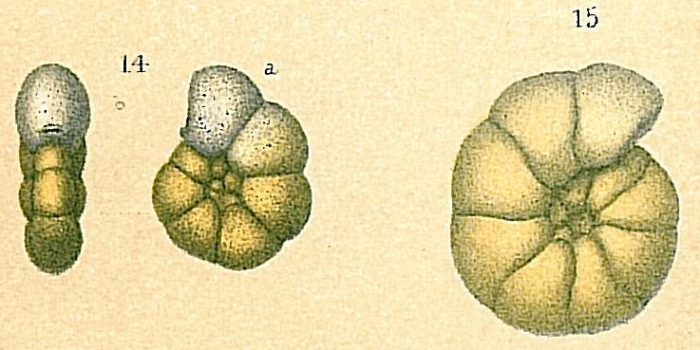 Veleroninoides wiesneri Veleroninoides wiesneri