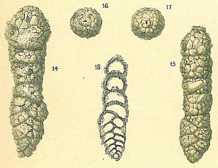 Bigenerina nodosaria Bigenerina nodosaria