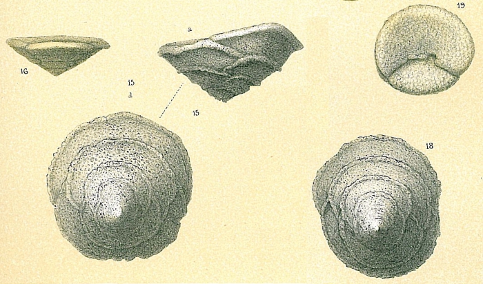 Sahulia barkeri Sahulia barkeri